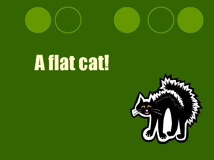 A flat cat! 
