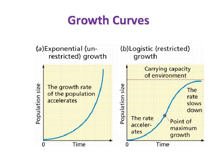 Growth Curves 