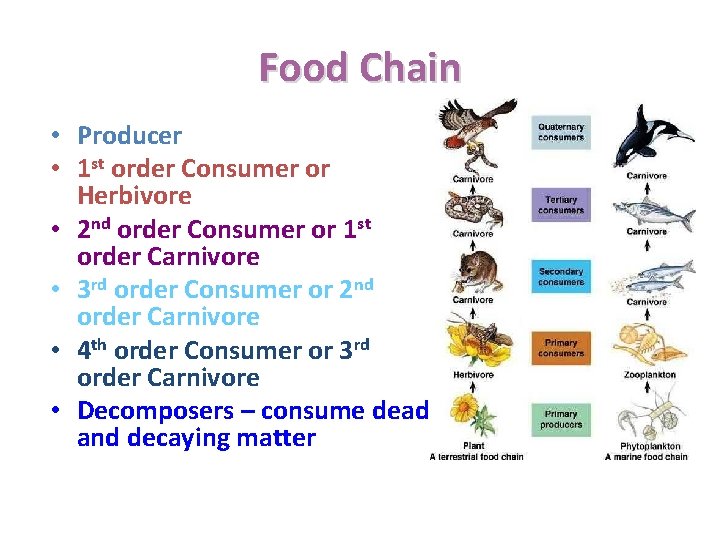 Food Chain • Producer • 1 st order Consumer or Herbivore • 2 nd