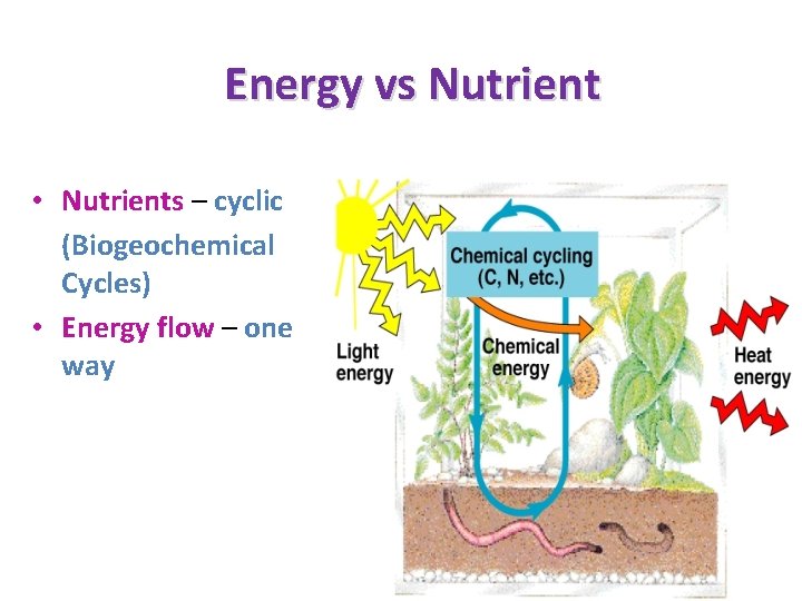 Energy vs Nutrient • Nutrients – cyclic (Biogeochemical Cycles) • Energy flow – one