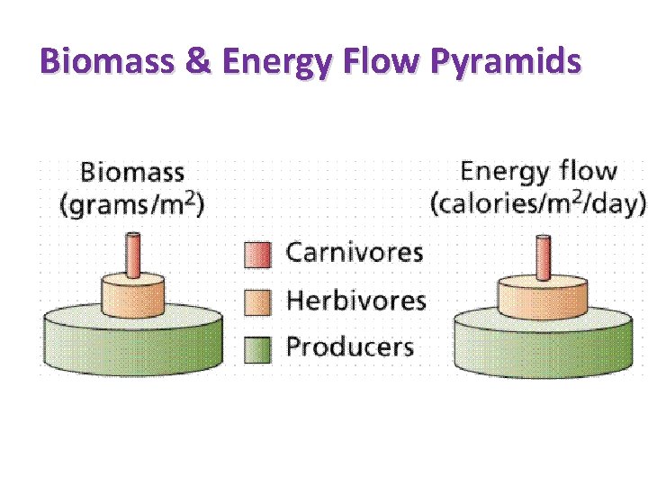 Biomass & Energy Flow Pyramids 