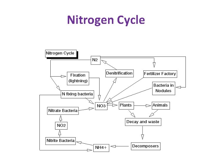 Nitrogen Cycle 