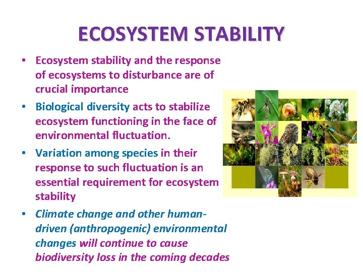 ECOSYSTEM STABILITY • Ecosystem stability and the response of ecosystems to disturbance are of