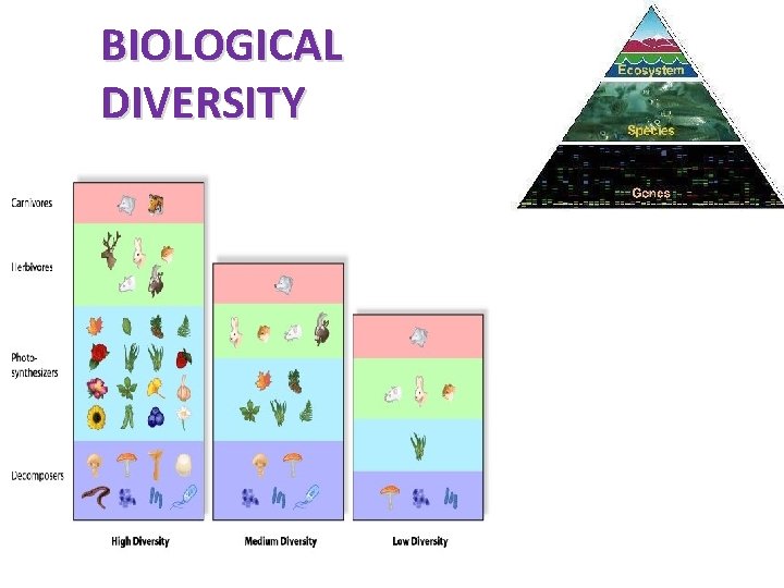 BIOLOGICAL DIVERSITY 