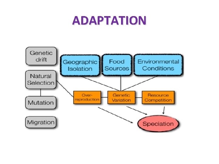 ADAPTATION 