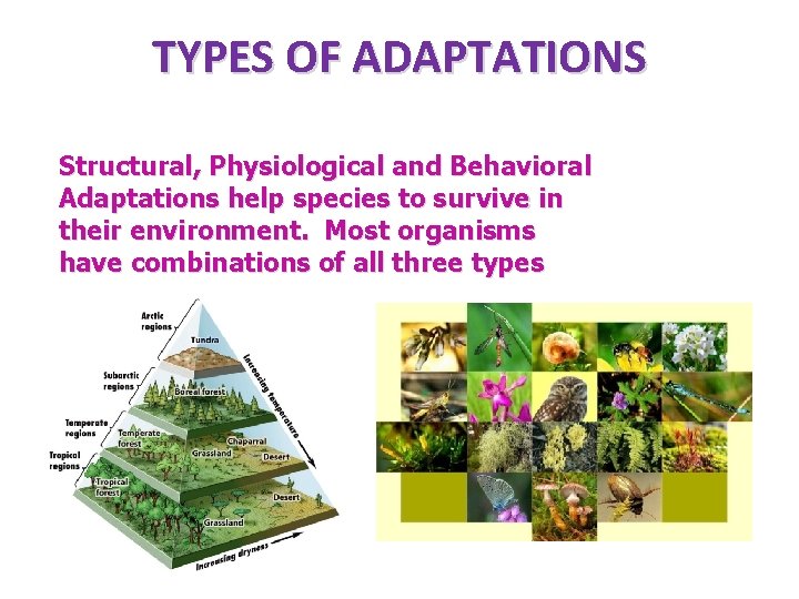 TYPES OF ADAPTATIONS Structural, Physiological and Behavioral Adaptations help species to survive in their