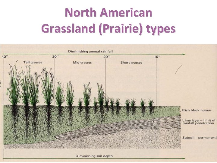 North American Grassland (Prairie) types 