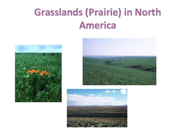 Grasslands (Prairie) in North America 