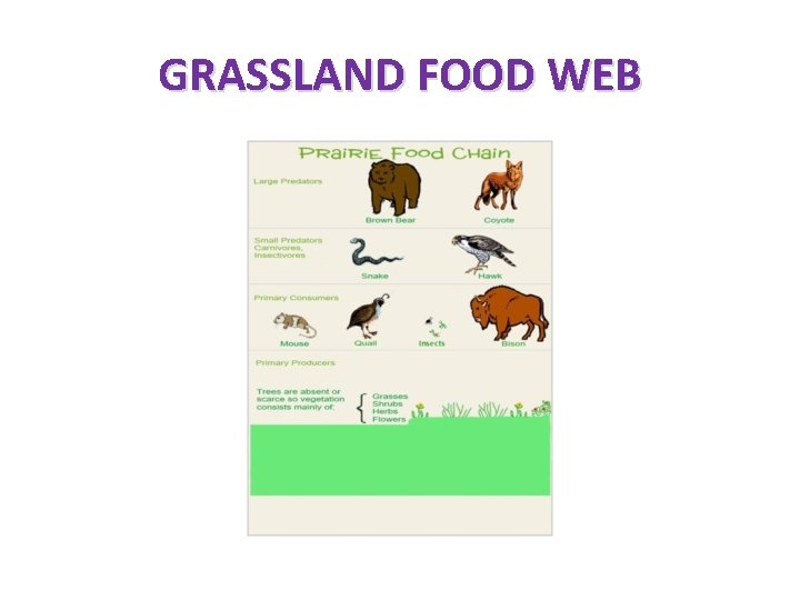 GRASSLAND FOOD WEB 