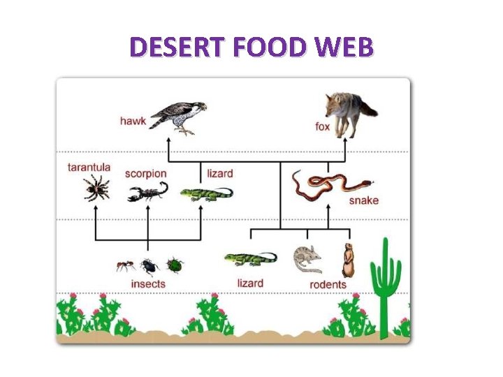 DESERT FOOD WEB 