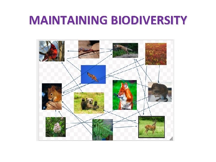 MAINTAINING BIODIVERSITY 