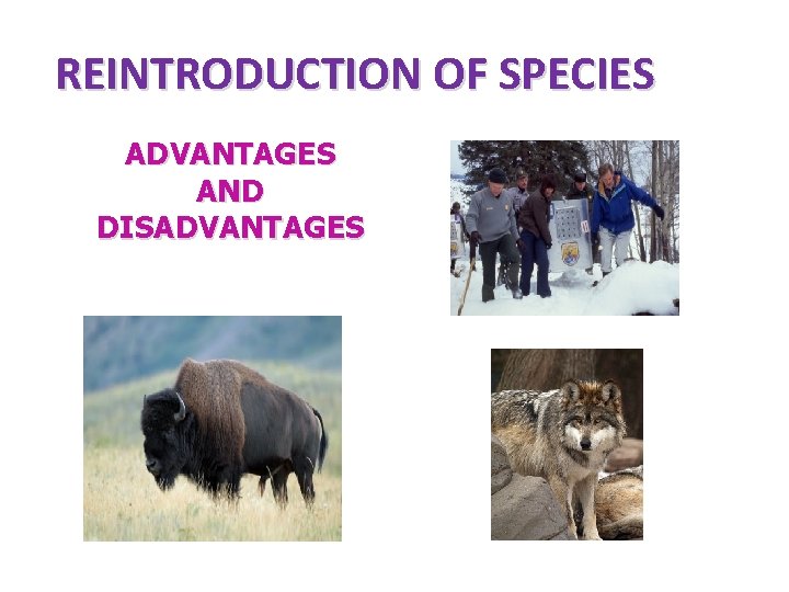 REINTRODUCTION OF SPECIES ADVANTAGES AND DISADVANTAGES 