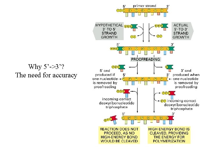 Why 5’->3’? The need for accuracy 