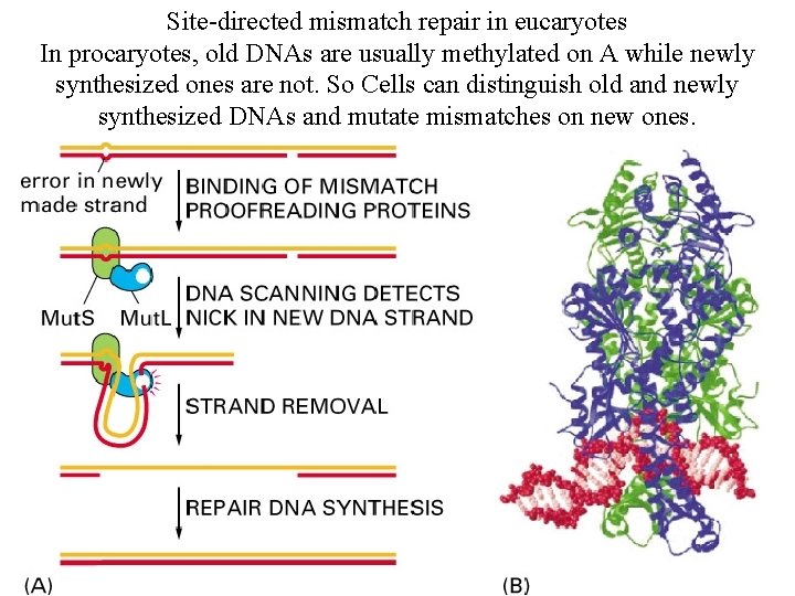 Site-directed mismatch repair in eucaryotes In procaryotes, old DNAs are usually methylated on A