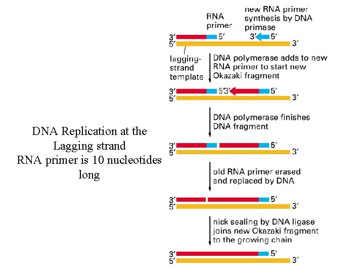 DNA Replication at the Lagging strand RNA primer is 10 nucleotides long 