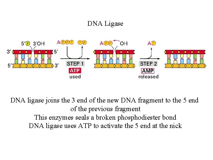 DNA Ligase DNA ligase joins the 3 end of the new DNA fragment to