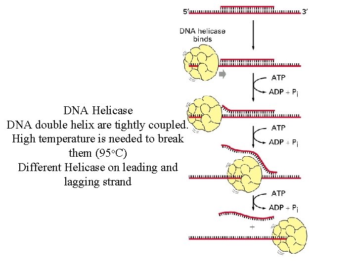 DNA Helicase DNA double helix are tightly coupled. High temperature is needed to break
