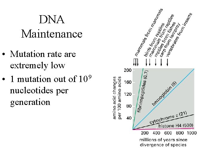 DNA Maintenance • Mutation rate are extremely low • 1 mutation out of 109