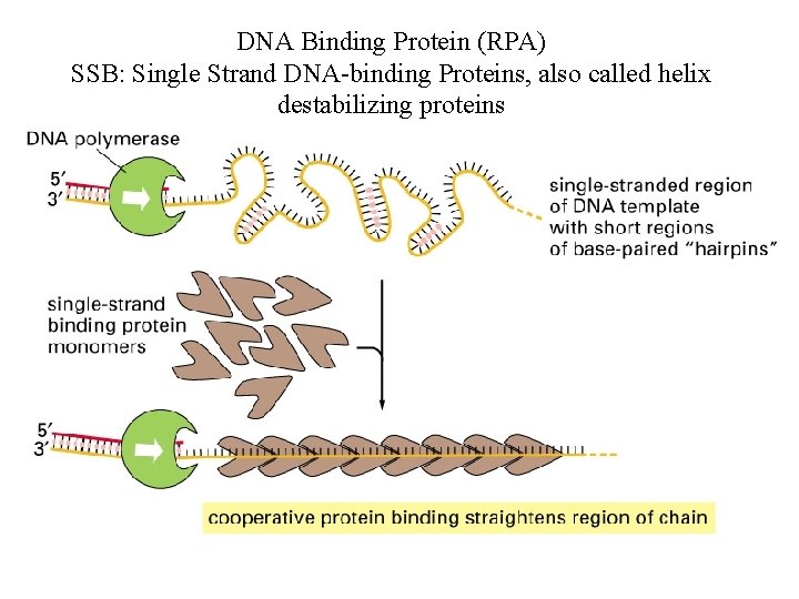 DNA Binding Protein (RPA) SSB: Single Strand DNA-binding Proteins, also called helix destabilizing proteins