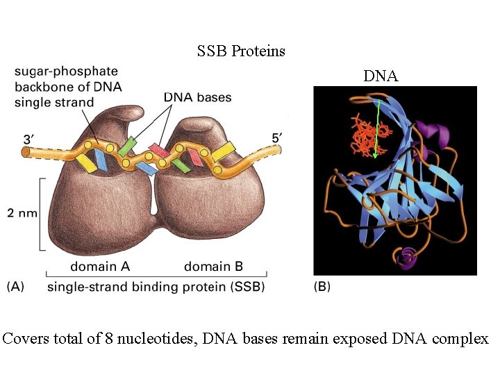 SSB Proteins DNA Covers total of 8 nucleotides, DNA bases remain exposed DNA complex