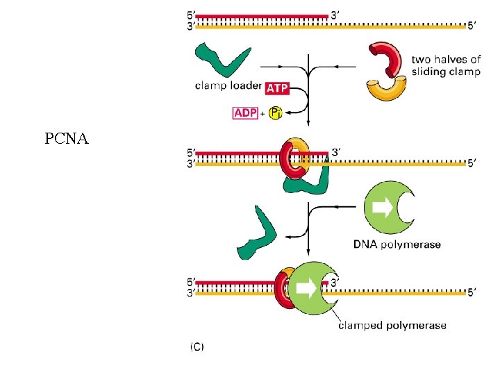 PCNA 