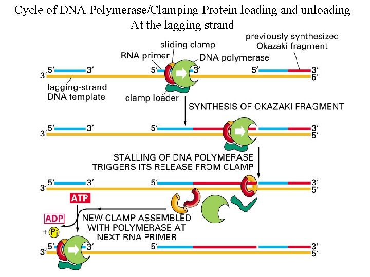 Cycle of DNA Polymerase/Clamping Protein loading and unloading At the lagging strand 