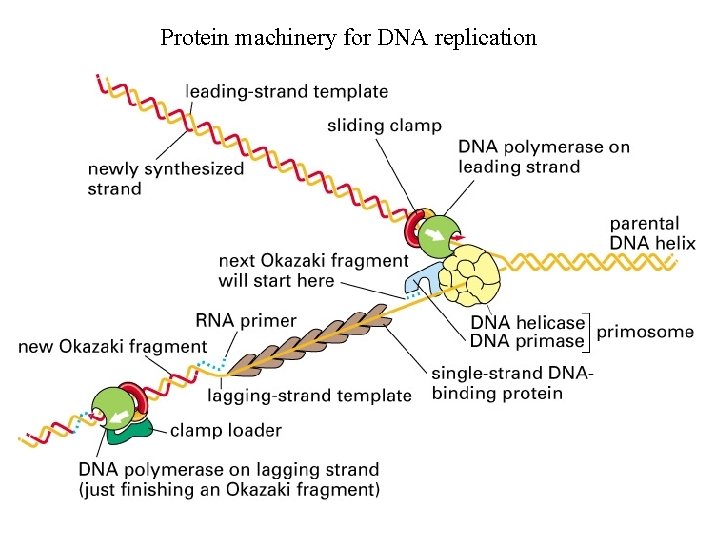 Protein machinery for DNA replication 