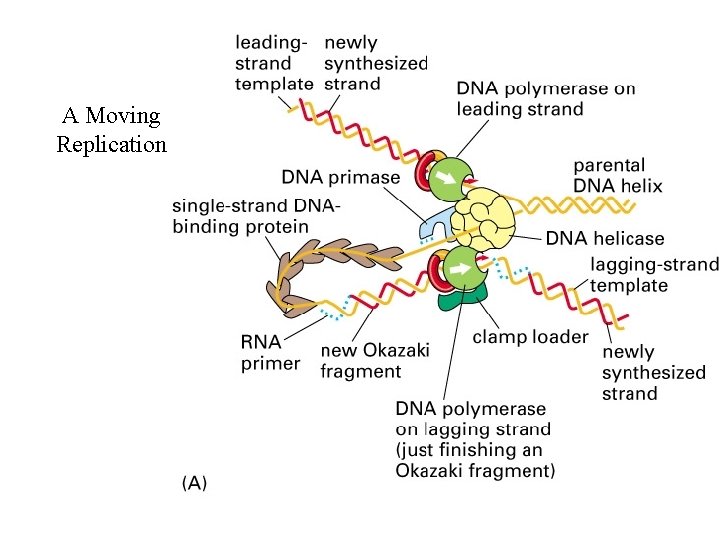 A Moving Replication 