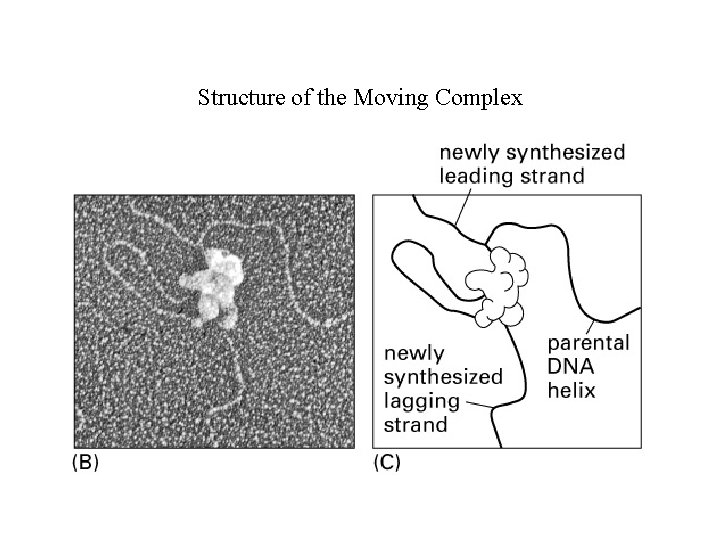 Structure of the Moving Complex 