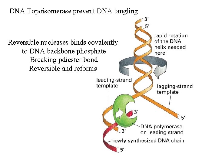 DNA Topoisomerase prevent DNA tangling Reversible nucleases binds covalently to DNA backbone phosphate Breaking