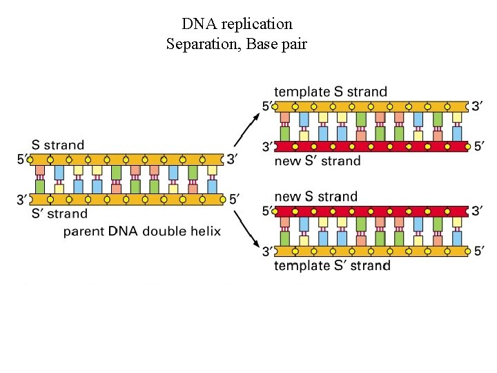 DNA replication Separation, Base pair 