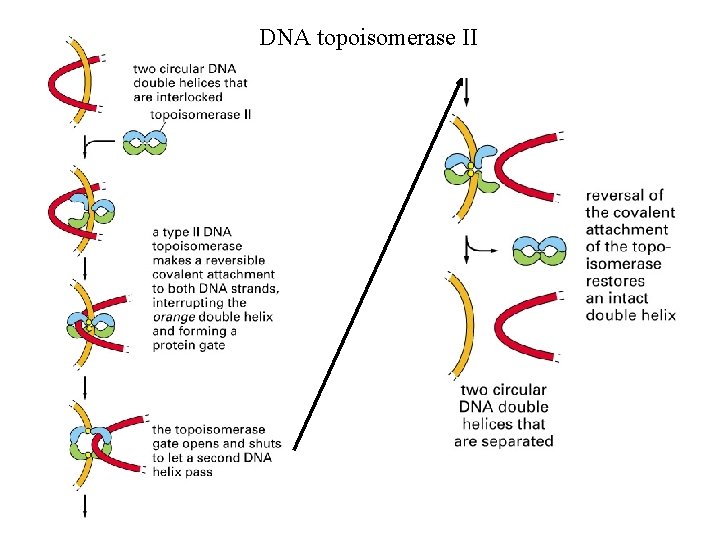 DNA topoisomerase II 