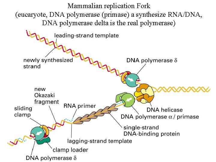 Mammalian replication Fork (eucaryote, DNA polymerase (primase) a synthesize RNA/DNA, DNA polymerase delta is