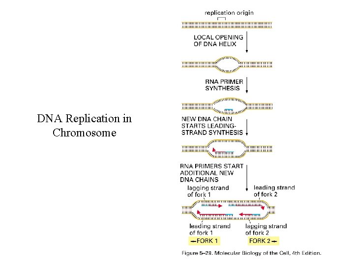 DNA Replication in Chromosome 