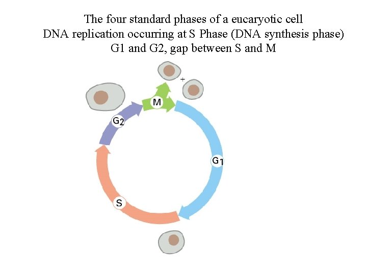 The four standard phases of a eucaryotic cell DNA replication occurring at S Phase