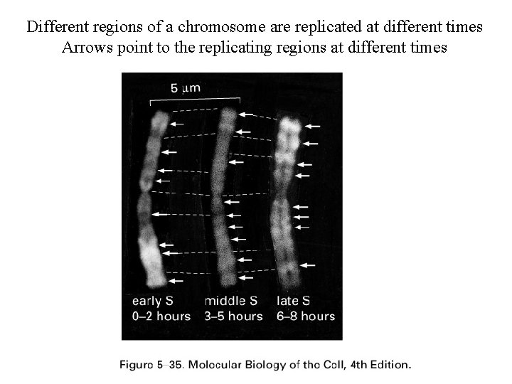 Different regions of a chromosome are replicated at different times Arrows point to the