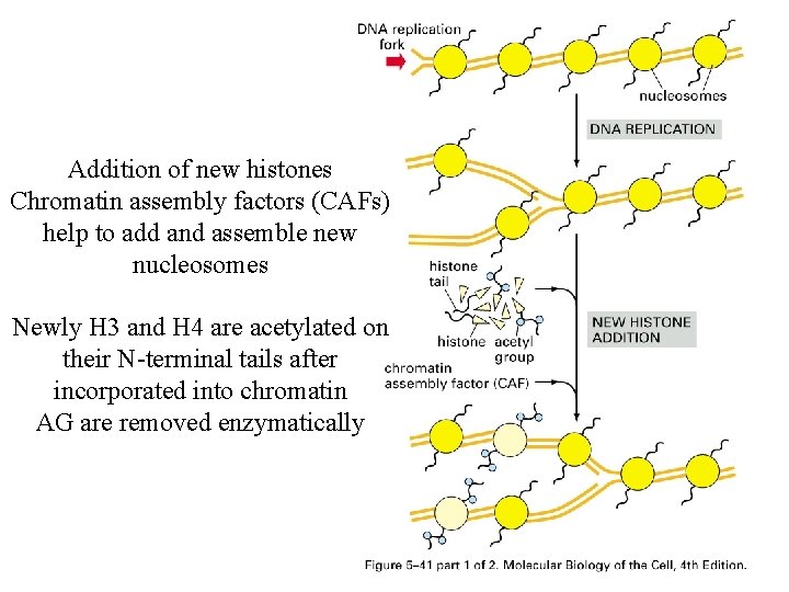 Addition of new histones Chromatin assembly factors (CAFs) help to add and assemble new