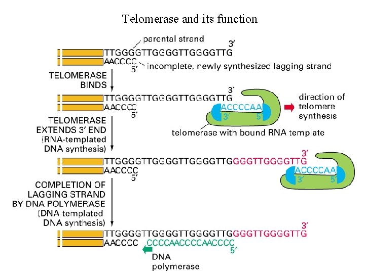 Telomerase and its function 