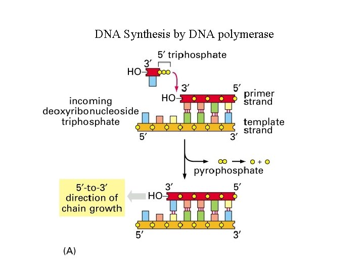 DNA Synthesis by DNA polymerase 