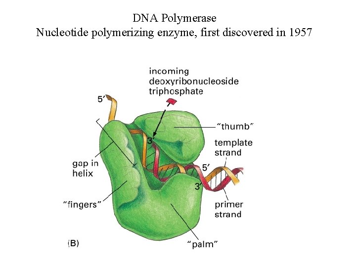 DNA Polymerase Nucleotide polymerizing enzyme, first discovered in 1957 