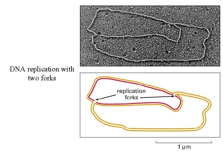 DNA replication with two forks 