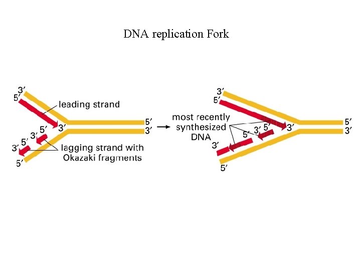 DNA replication Fork 