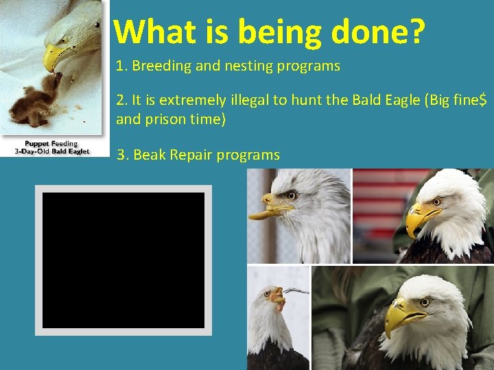 What is being done? 1. Breeding and nesting programs 2. It is extremely illegal