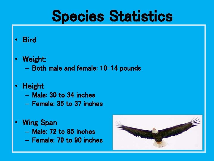 Species Statistics • Bird • Weight: – Both male and female: 10 -14 pounds