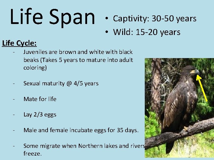 Life Span • Captivity: 30 -50 years • Wild: 15 -20 years Life Cycle: