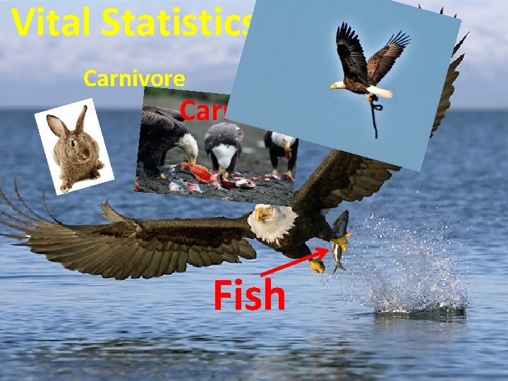 Vital Statistics Carnivore Carrion Fish 