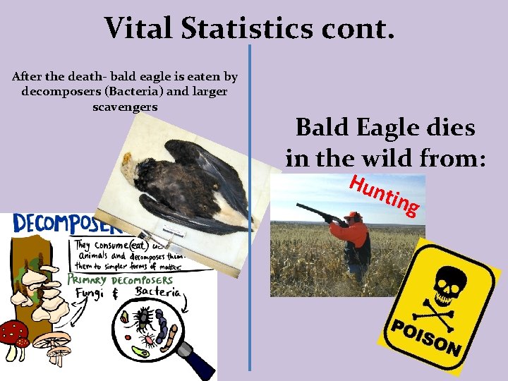 Vital Statistics cont. After the death- bald eagle is eaten by decomposers (Bacteria) and