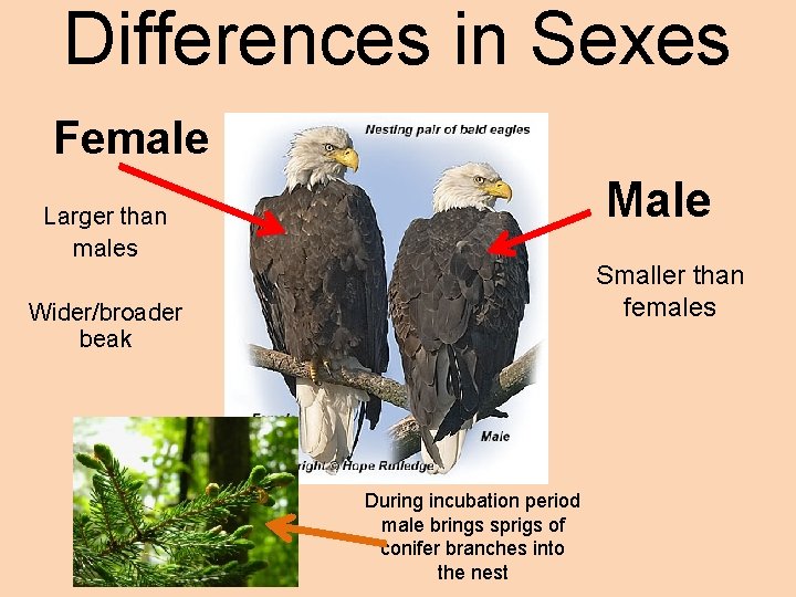 Differences in Sexes Female Male Larger than males Smaller than females Wider/broader beak During