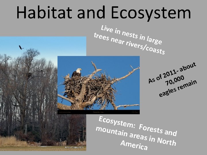 Habitat and Ecosystem Live i n nests trees in lar near ge rivers /coas