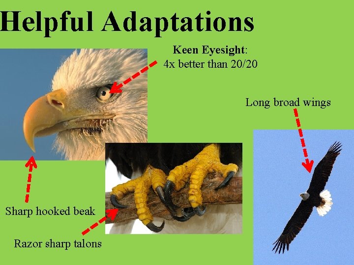 Helpful Adaptations Keen Eyesight: 4 x better than 20/20 Long broad wings Sharp hooked